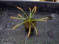 R237 4-1 D. capensis