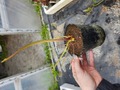 R648 2H S. leucophylla var. alba seedling KF
