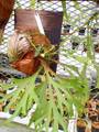 R433  3-2 Platycerium ridleyii AO