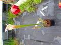 R446 S. leucophylla rose No.2 Y's