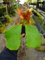 P302 3-1 Platycerium elephantotis THW