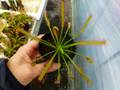 P681 4-1 D. capensis narow leaf