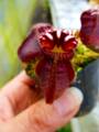 Y803 1-1 Cephalotus follicularis Cedric 