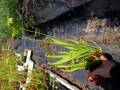 G931 S. rubra ssp. gulfensis f. heterophylla