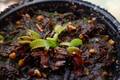 Y366 4-1  Dionaea muscipula `BCP clone aka Angel Wings' [BCP ID# 1950-70]