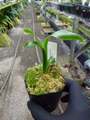 G722 3-3 Catopsis aff. Nitida {Coban, Guatemala}[BCP ID##1110,1433] BCP