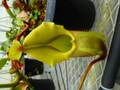 G039 5-1 #BBB N. veitchii (h) EP