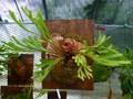 R424 3-1 Playcerium ridleyi wild VV