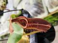 R343 1-4 N. truncata stripe peristome x edwardsiana Y's 
