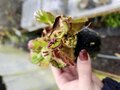 Y366 1-1 Cephalotus follicularis australian pitcher plant baby plant 