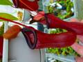 G471 5-1 #BBB N. ventricosa (e) red EP