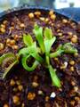Y831 4-1 Dionaea muscipula 'BCP clone aka Angel Wings' [BCP ID# 1950-70] BCP