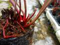 R260 S. flava var. rugelii (cut throat)