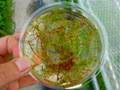 R221 2-2 Utricularia intermedia (広島県央産)