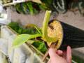 R639 1-3 N. truncata x ephippiata EP
