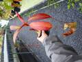 R393 5-3 N. merrilliana x truncata No.1 KIN