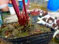 R316 S. flava var. ornata (MK F47) CK