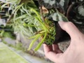 P440 1-1 H. (chinantensis x pulchella) x folliculata Kam. AW 