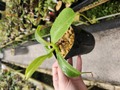 P907 1-3 N. ventricosa (b) squat x truncata Y's 