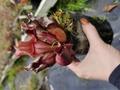 R307 S. purpurea ssp. venosa (伊勢花菖蒲園選別丸形株 No,5) MS