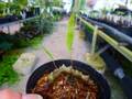 G026 3-1 Lecanopteris sinousa fingerlike rhizomes with undivided leaves CK