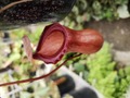 Y357 1-4 N. ventricosa (a) x tenuis 