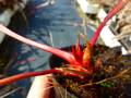 G039 S. xmitchelliana x leucophylla (white top)