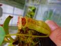 Y150 5-1 N. (truncata x peltata Y's) x erucoides #NNN
