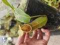 R543 1-3 N. ventricosa (b) squat x truncata Y's 