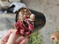 G151 4-1 S. psittacina parrot pitcher SWC 