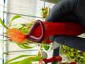 Y775 5-1 #BBB N. ventricosa (e) red EP