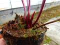 R586 S. flava var. flava (yellow pitchers fine red veines F27 PW) CK