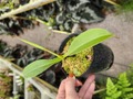 R332 1-2 N. lowii x talangensis EP
