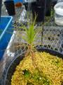 P754 4-1 Roridula gorgonias [BCP ID#S005] BCP