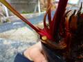 R102 S. alata red tube x flava red tube SWC