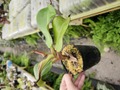 J619 1-4 N. veitchii H/L Murud x macrophylla