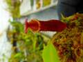 Y952 5-1 N. (bicalcarata x campanulata) x lowii #NNN