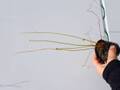 P622 5H D. filiformis var. filiformis
