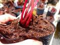R200 S. minor var. okefenokeensis (90cm tall) Y's
