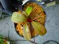R464 5-3 N. palawanensis {Sultan Peak, Palawan, Philippines}[BCP ID# N1069] BCP
