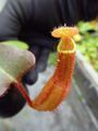 G001 5-1 N. truncata x (truncata x peltata) Y's