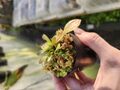 Y578  1-1 Cephalotus follicularis GS