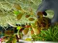 P261 5-3 Pachycentria glauca, ant plant, whiteflower, grows together with ant tubers CK