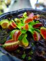 Y049 4-1 Dionaea muscipula "Red Green" CK