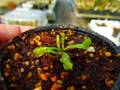 G984 4-1 Dionaea muscipula 'BCP clone aka Angel Wings' [BCP ID# 1950-70] BCP