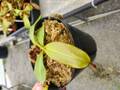 R650 5-1 N. veitchii candy red stripe x veitchii (K) Y's