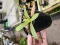 Y073 1-3  N. ventricosa lage 'Yamamoto' ♀