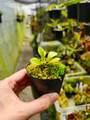 R446 1-1 Cephalotus follicuularis