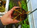 R206 4-1 D. capensis broad leaf Y's
