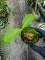 Y056 3-1 Hydnophytum formicarum CK